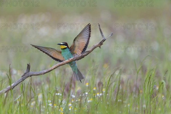 Bee-eater, (Merops apiaster), individual, perch, Tiszaalp-r, Kiskuns-gi National Park, B-cs-Kiskun,