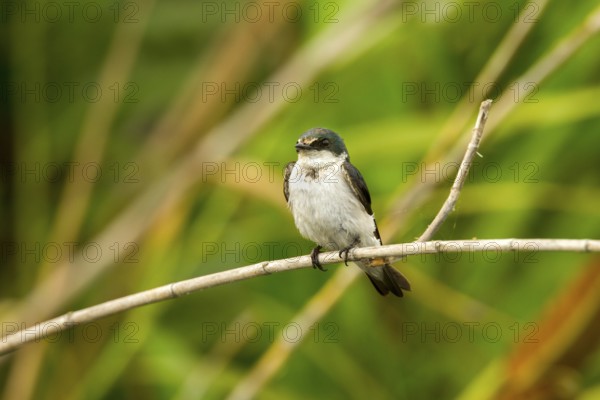 Mangrove Swallow Tachycineta albilinea San Blas, Nayarit, Mexico 6 June Adult in worn plumage.