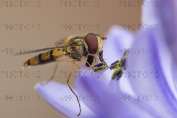 Common hoverfly (Eupeodes corollae) adult insect feeding on a garden blue Agapanthus flower in