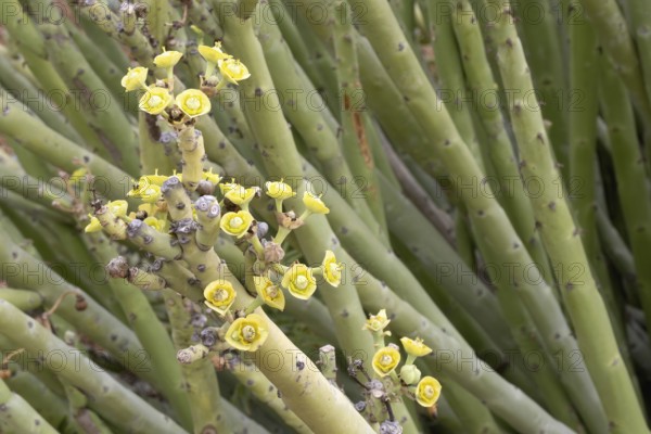 Euphorbia dregeana, milkweed, blooming, flowers, Karoo Desert Botanic Garden, Worcester, Western