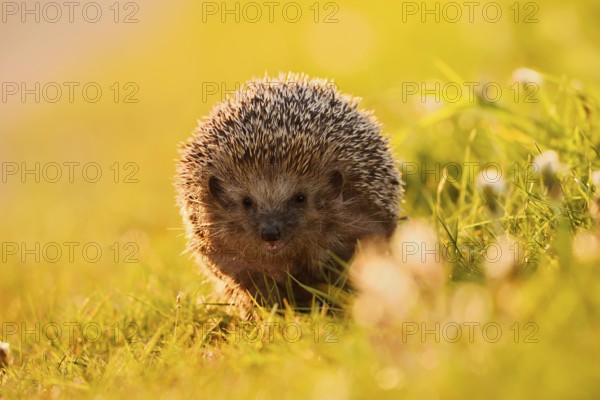 Brown-breasted hedgehog or Western European hedgehog (Erinaceus europaeus), North Rhine-Westphalia,