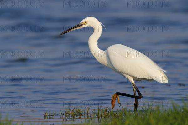 Animals, birds, heron, egret, biotope, habitat, foraging, (Egretta garzetta), Khawr Rawri, Salalah,