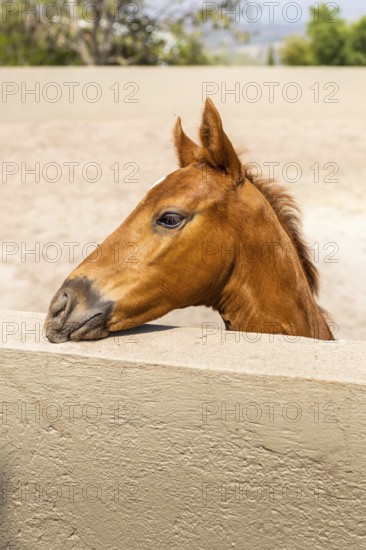 A brown foal peeks over a sunlit stable wall, its curious eyes gazing into the distance. The serene