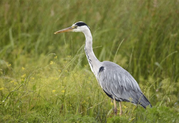 Grey Heron (Ardea cinerea) in rain, Mecklenburg-Western Pomerania, Germany