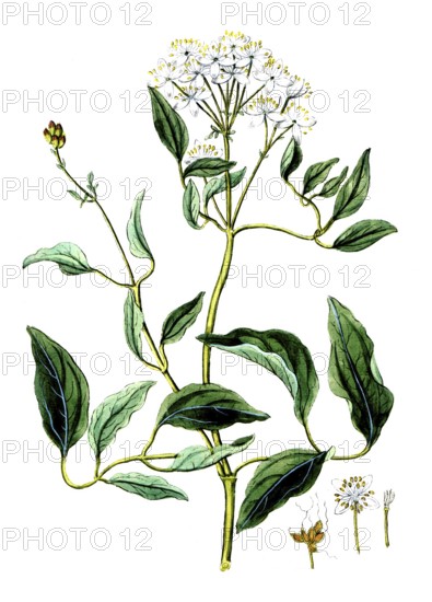 Clematis recta, Clematis recta, digital reproduction of a historical original, between 1790 and