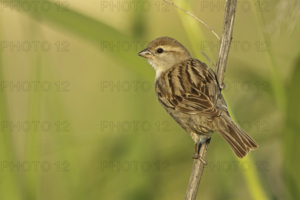 Dead Sea Sparrow (Passer moabiticus) female, Sanliurfa, Turkey