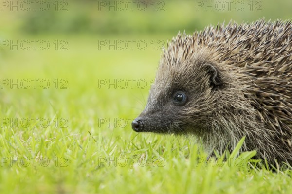 European hedgehog (Erinaceus europaeus) adult animal on a garden grass lawn in summer, England,