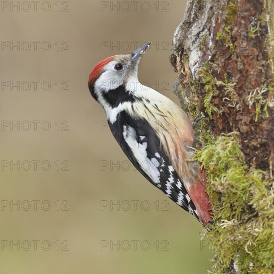Middle spotted woodpecker (Dendrocopos medius) foraging on dead wood of an oak (Quercus),