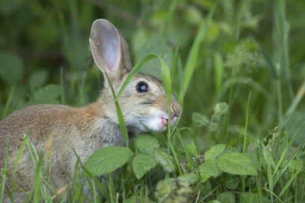 Rabbit (Oryctolagus cuniculus) adult animal feeding in grassland in summer, Suffolk, England,