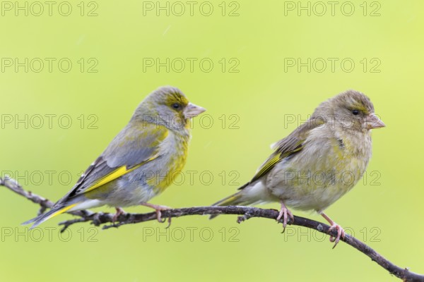 Greenfinch, (Carduelis chloris), Chloris chloris, animals, birds, subfamily of goldfinches and