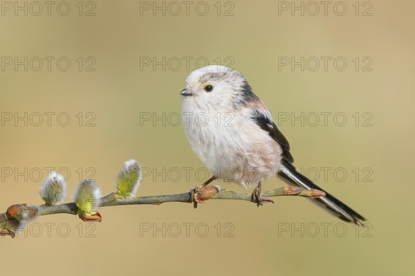Long-tailed Tit (Aegithalos caudatus) sitting on a branch of willow catkins, Wildlife, Animals,