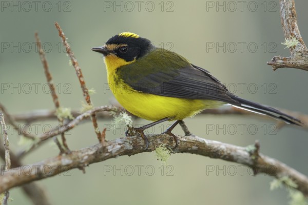 Yellow-crowned Whitestart (Myioborus flavivertex) perched on a branch in the mountains of Colombia,