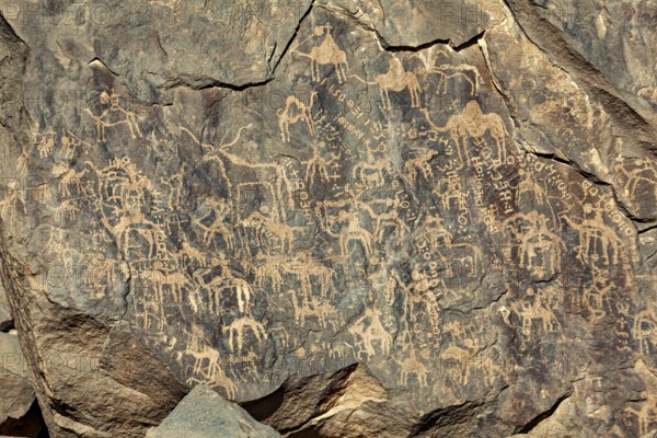 Detailed animal engravings on a rock face, rich in historical art motifs, petroglyphs on rocks in
