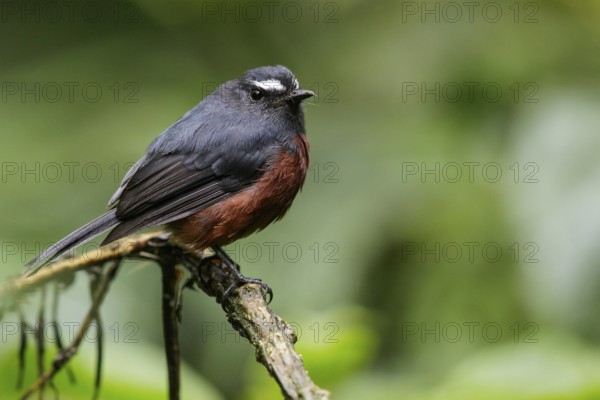 Rufous-breasted Chat-Tyrant (Ochthoeca rufipectoralis) perched on a branch in Ecuador