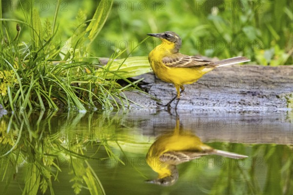 Sheeptail looking for food on water, reflection, yellow wagtail (Motacilla flava) juv. Hungary,