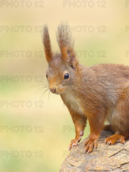 Squirrel (Sciurus vulgaris), dark morph, adult animal, head portrait, wildlife, animals, mammal,