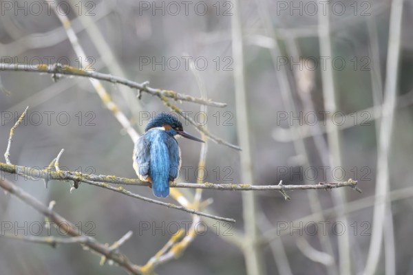 A vibrant kingfisher sits quietly on a twig amidst a dull, blurred backdrop, showcasing its bright