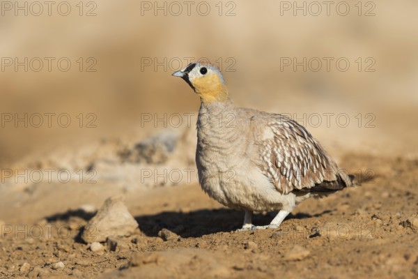 Crowned Sandgrouse (Pterocles coronatus) male, Negev, Israel