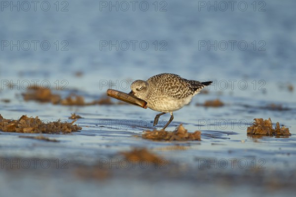 Grey plover (Pluvialis squatarola) adult wading bird in winter plumage feeding on a razorshell on a