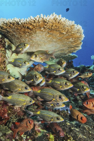 Small shoal of luminescent road sweepers (Gnathodentex aurolineatus) under hyacinth table coral