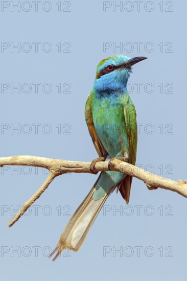 Emerald spint, (Merops orientalis), animal, animals, bird, birds, bee-eater, perching site Salalah,