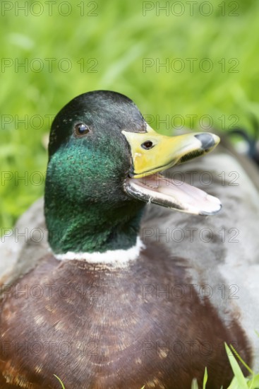 Mallard or Wild duck (Anas platyrhynchos) adult male bird calling or quacking, England, United