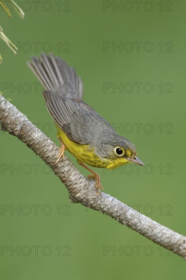 Canada Warbler (Cardellina canadensis), Texas, USA