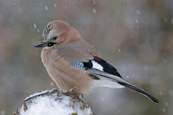 Jay, European Jay, Jay, eurasian jay (Garrulus glandarius), Geai des chênes, Arrendajo Común,