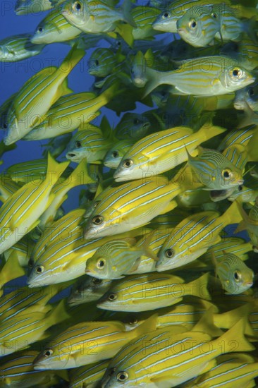 Close-up of shoal of blue-striped snapper (Lutjanus kasmira) Blue-striped snapper, Indian Ocean,