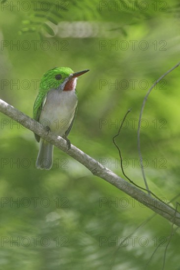 Broad-billed Tody (Todus subulatus) perched on a branch, Dominican Republic