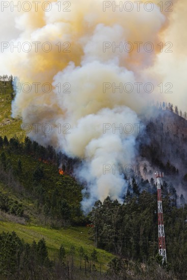 Landscape in South Africa, forest fire, fire, smoke, flames, burning forest, N2, Kou-Kamma Ward 6,