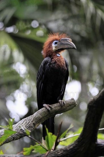 Black-helmeted Hornbill (Ceratogymna atrata), Club-tailed Hornbill, adult, female, perch, South