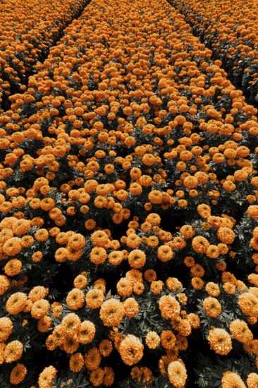 Vibrant orange cempasuchil flowers bloom in neat rows in Xochimilco, Mexico. These traditional