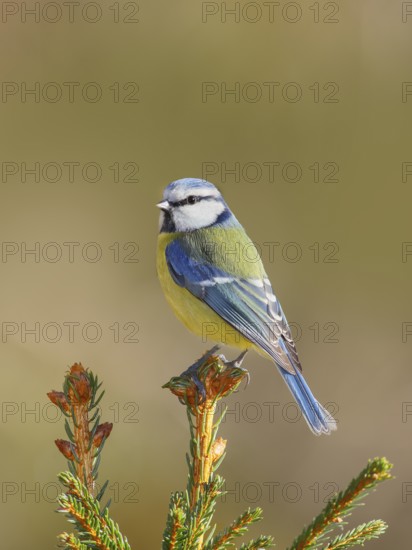 Blue tit (Parus caeruleus) sitting on a spruce top, Wildlife, Animals, Birds, Tit, Siegerland,