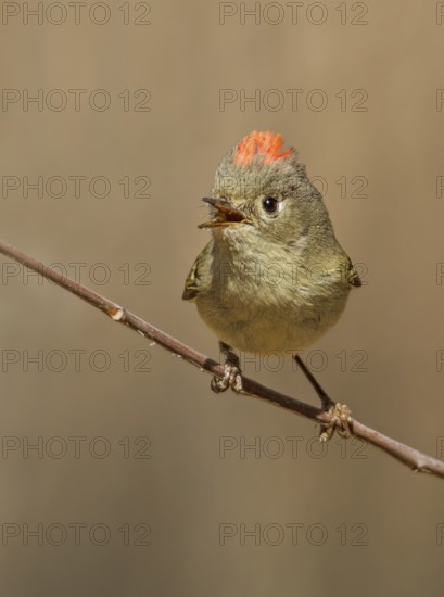 A Ruby-crowned Kinglet, Regulus calendula, singing, on a red osier branch in Saskatoon,