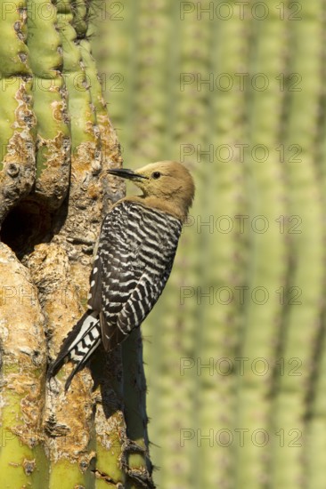 Gila Woodpecker Melanerpes uropygialis Tucson, Pima County, Arizona, United States 11 May Adult