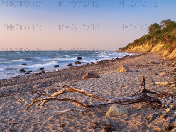 Natural secluded stretch of coast with cliffs and driftwood on the beach in the evening light,