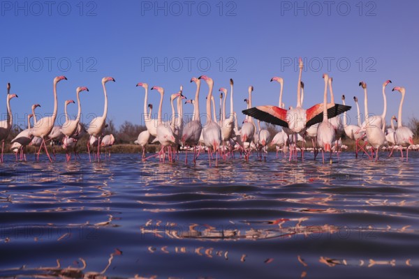 A vivid scene capturing pink flamingos engaged in a nuptial display at sunset in the wetlands of