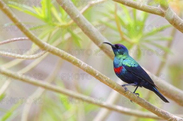 Glossy Sunbird, Perching Warbler, (Nectarinia habessinica), Middle East, Oman, Ayn Razat, Salalah,