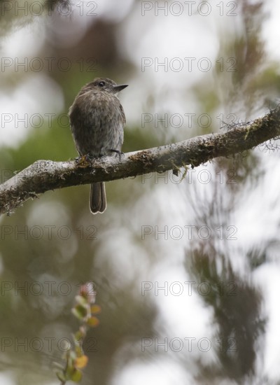 Jelski's Black Tyrant (Knipolegus signatus) perched on a branch, Cajamarca, Peru
