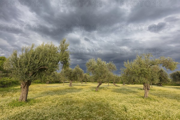 Landscape, Greece, thunderstorm, thunderstorm atmosphere, olive tree, olive grove. Olive, flower