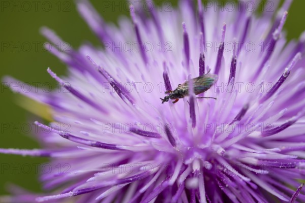 A close up view of a purple silybum marianum flower with a insect resting on its vivid petals. The