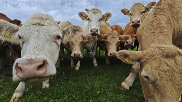 Cows (bos taurus) looking curiously into the camera on a green meadow, Franconian Forest nature