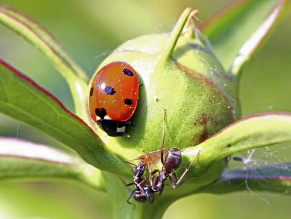 Seven-spot ladybirds and ants - a wildlife document, nothing arranged or manipulated