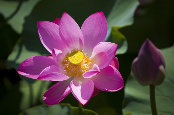 Lotus