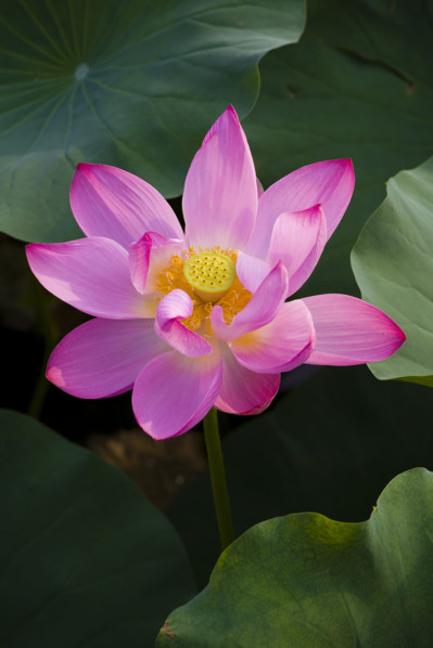 Lotus
