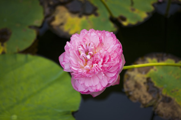 Lotus