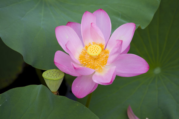 Lotus