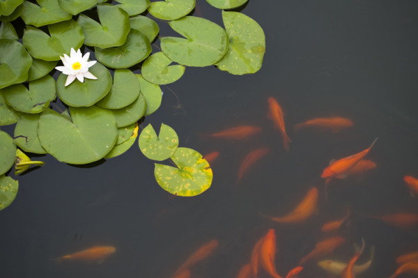 Lotus