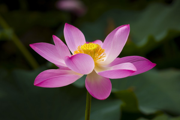 Lotus